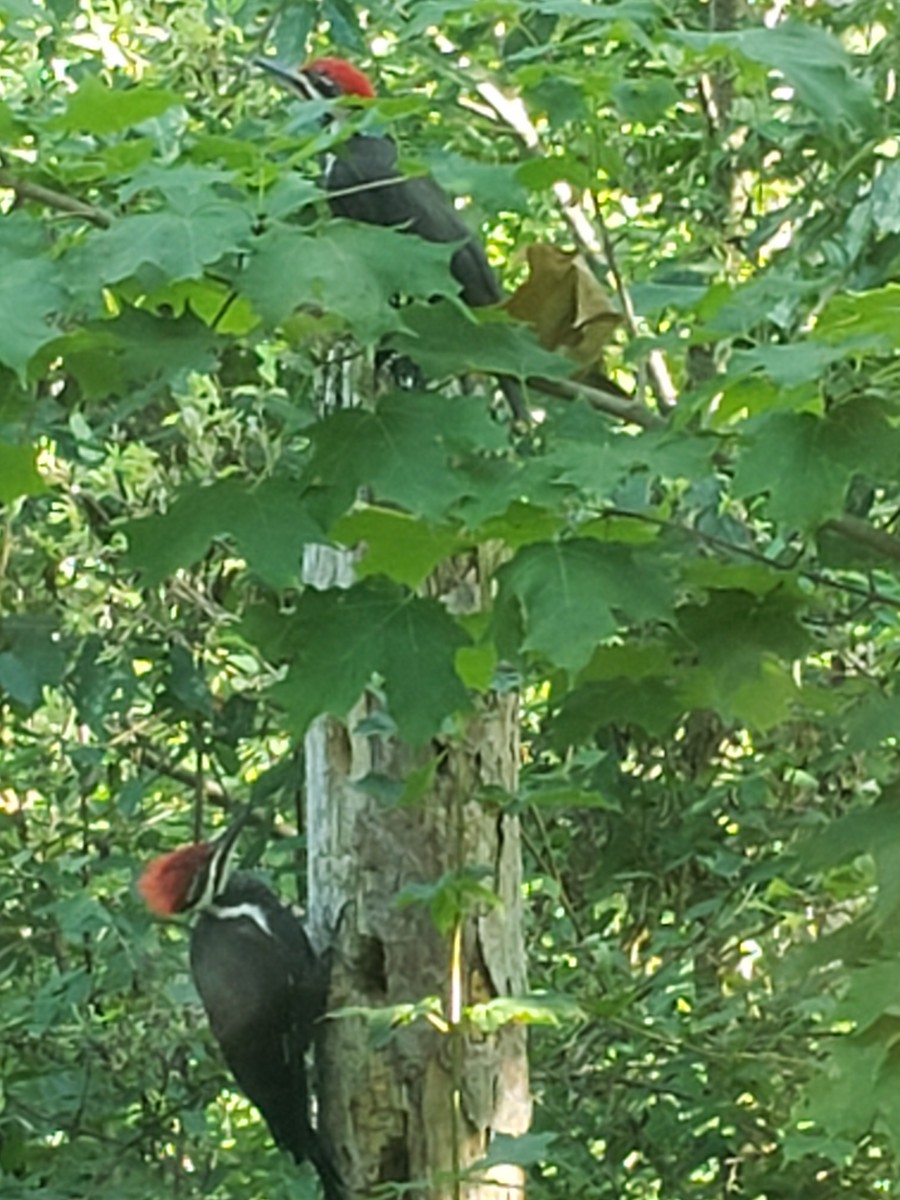 Pileated Woodpecker - ML621866850