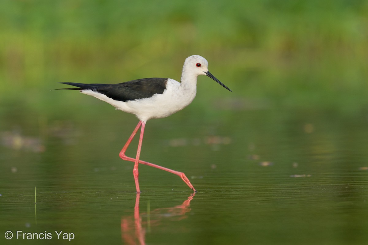 Black-winged Stilt - ML621866888