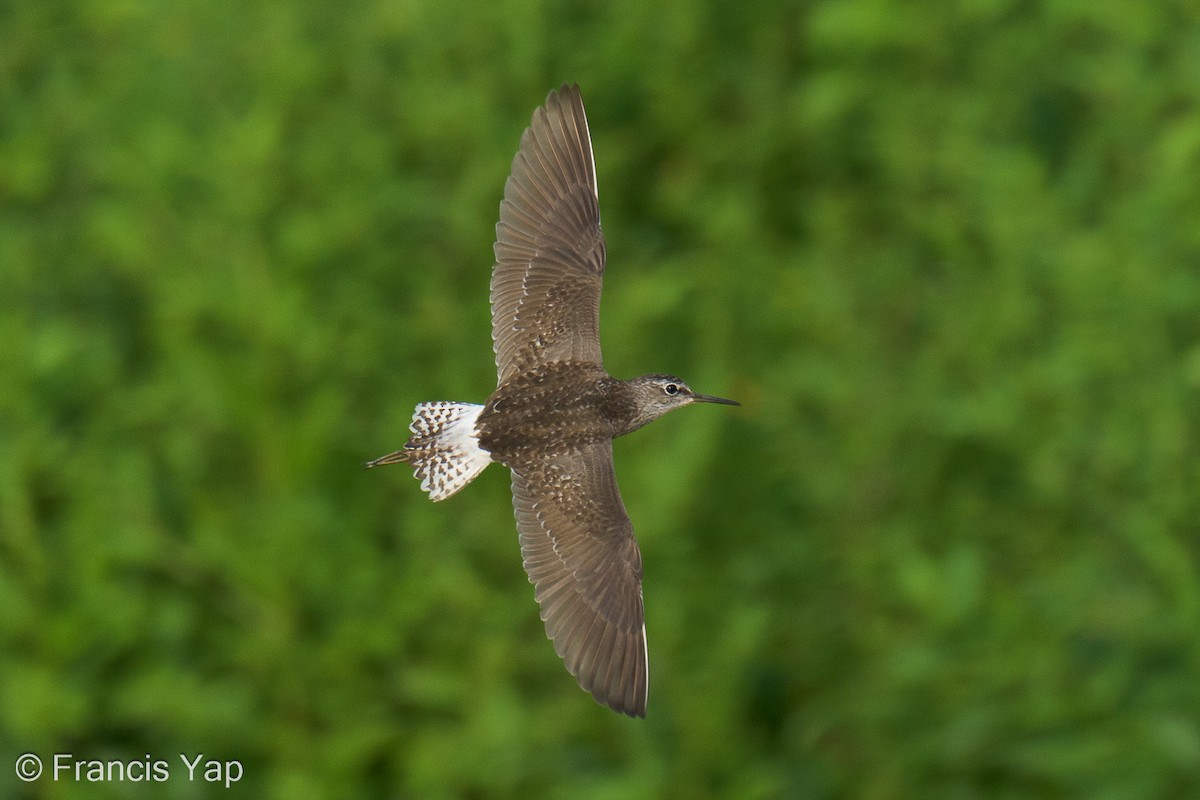 Wood Sandpiper - Francis Yap