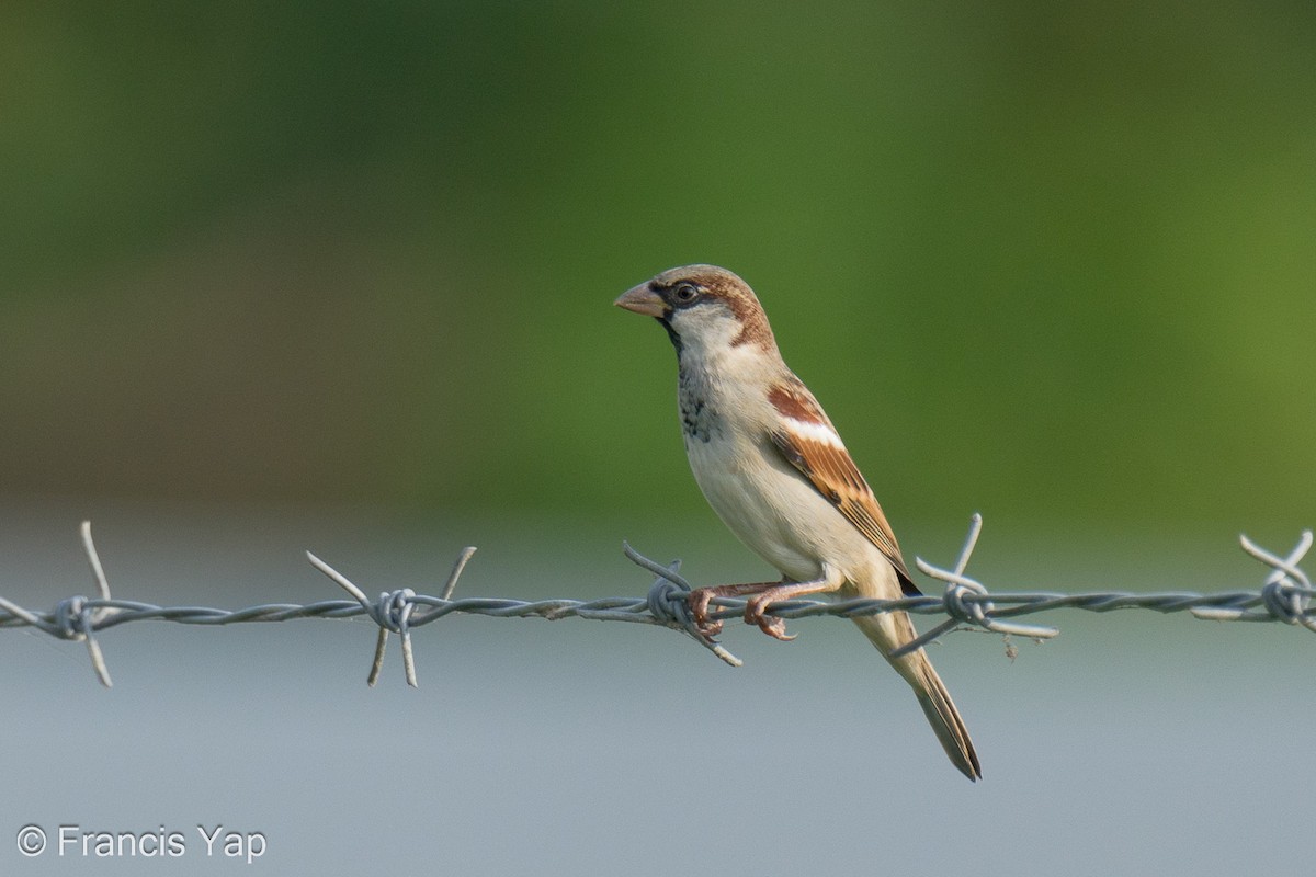 House Sparrow - ML621866898