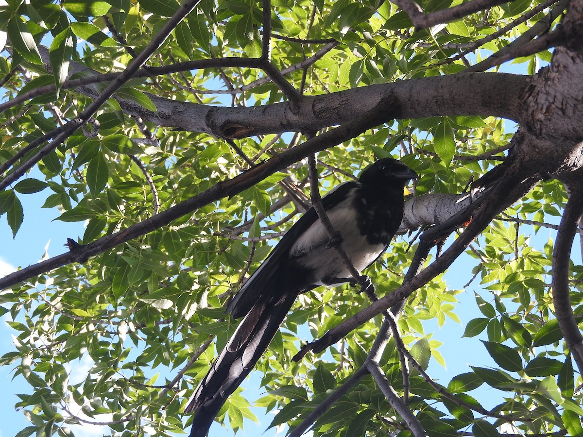 Black-billed Magpie - ML621866910