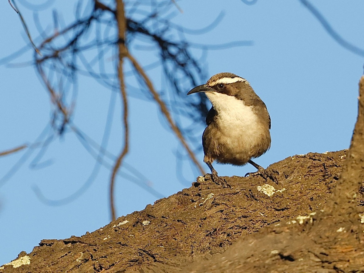 White-browed Babbler - ML621866915