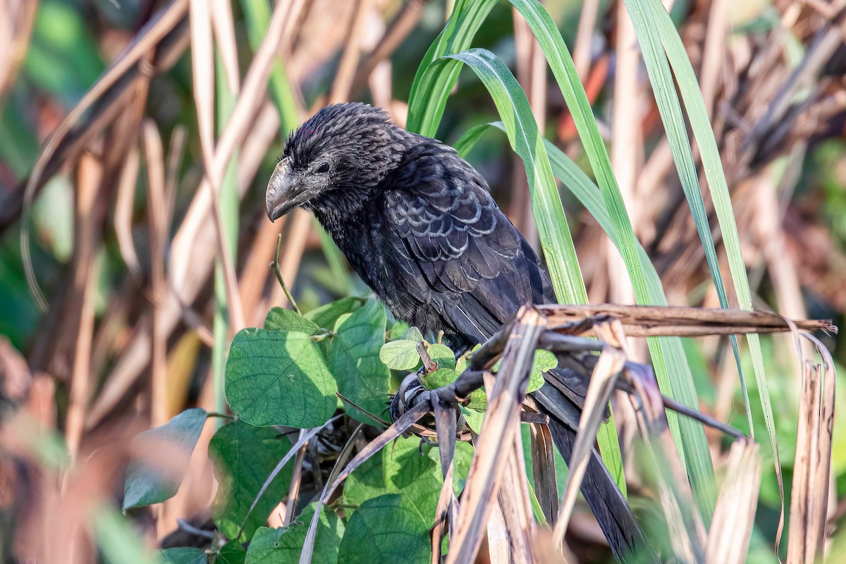 Smooth-billed Ani - ML621866925