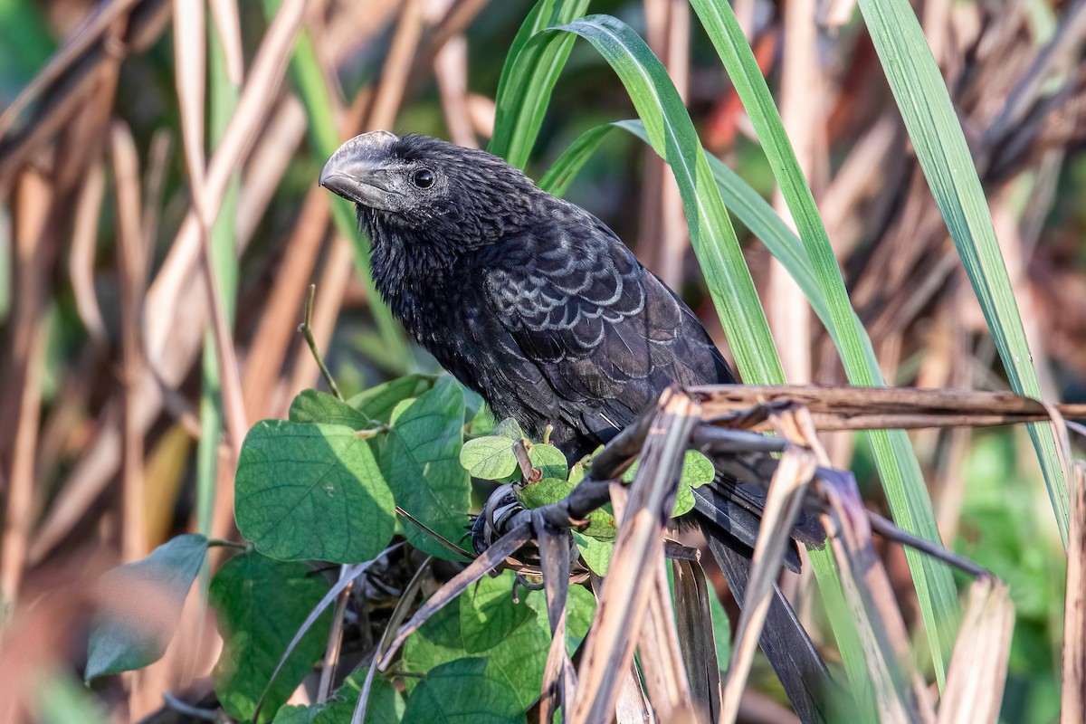 Smooth-billed Ani - ML621866926