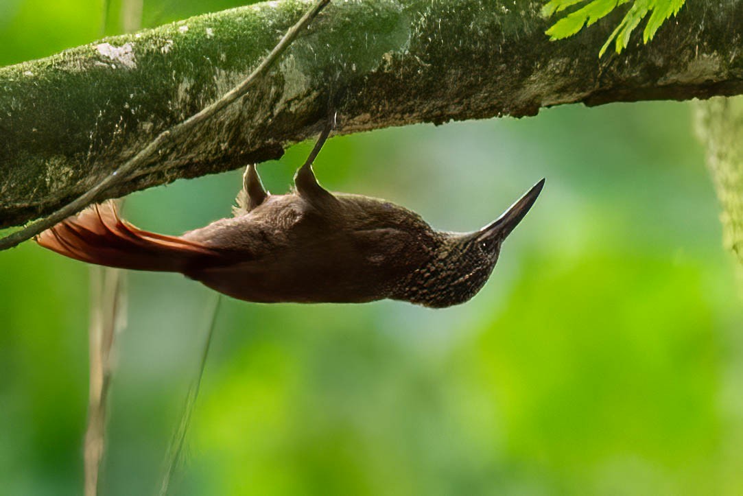 Cocoa Woodcreeper - ML621866986