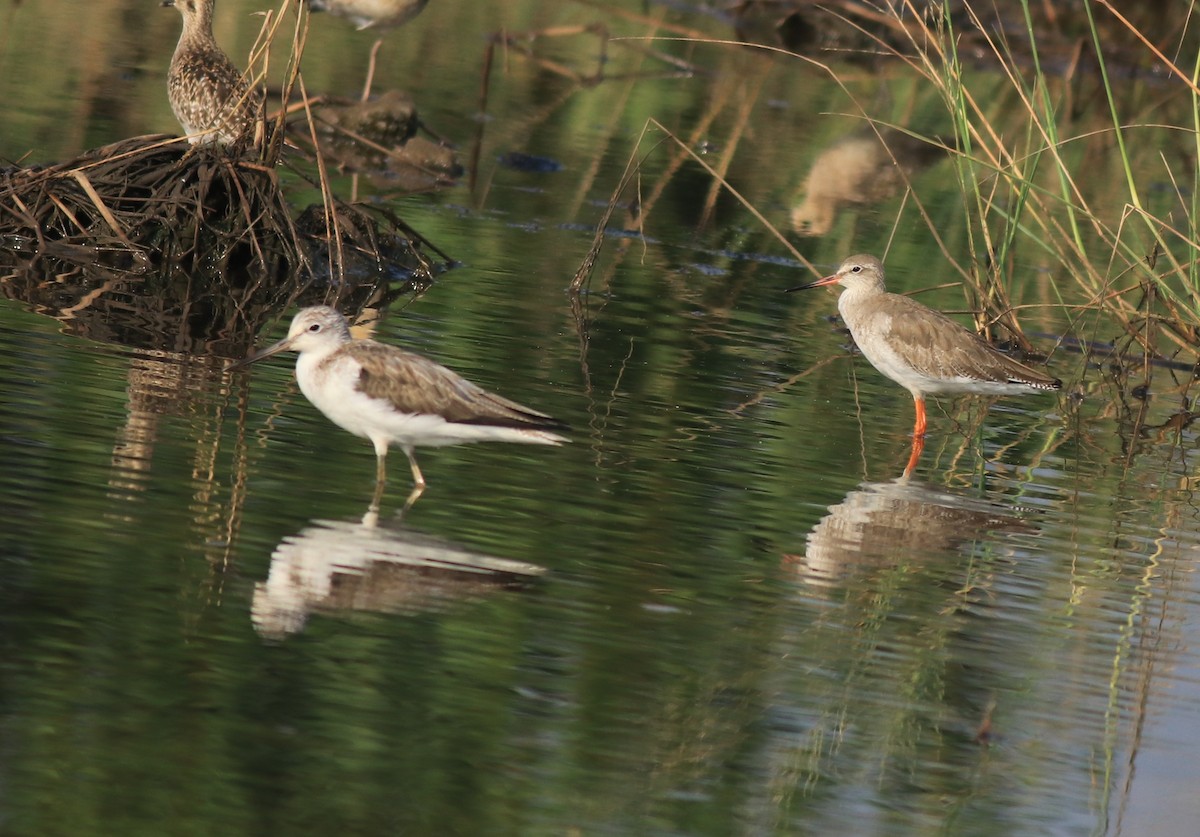 Common Greenshank - ML621867076