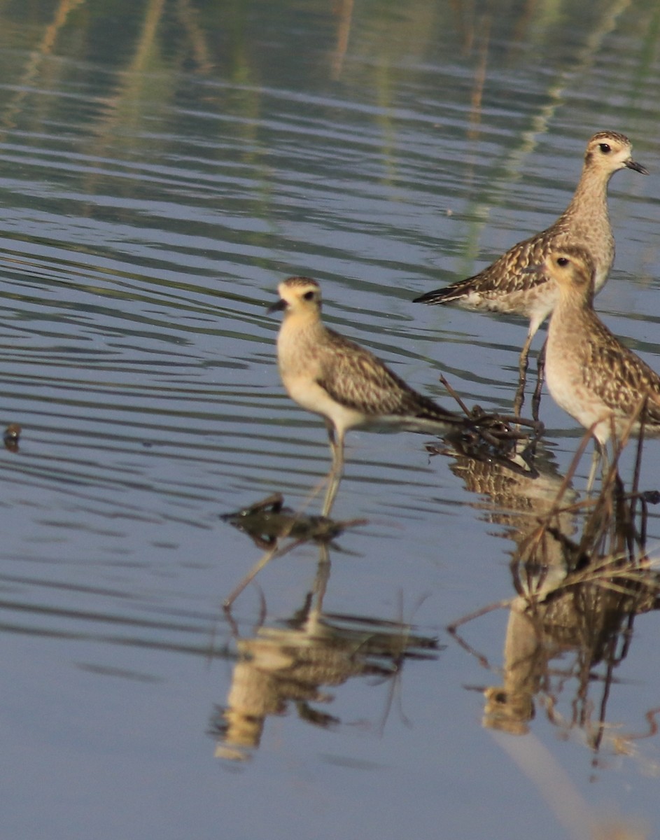 Pacific Golden-Plover - ML621867087