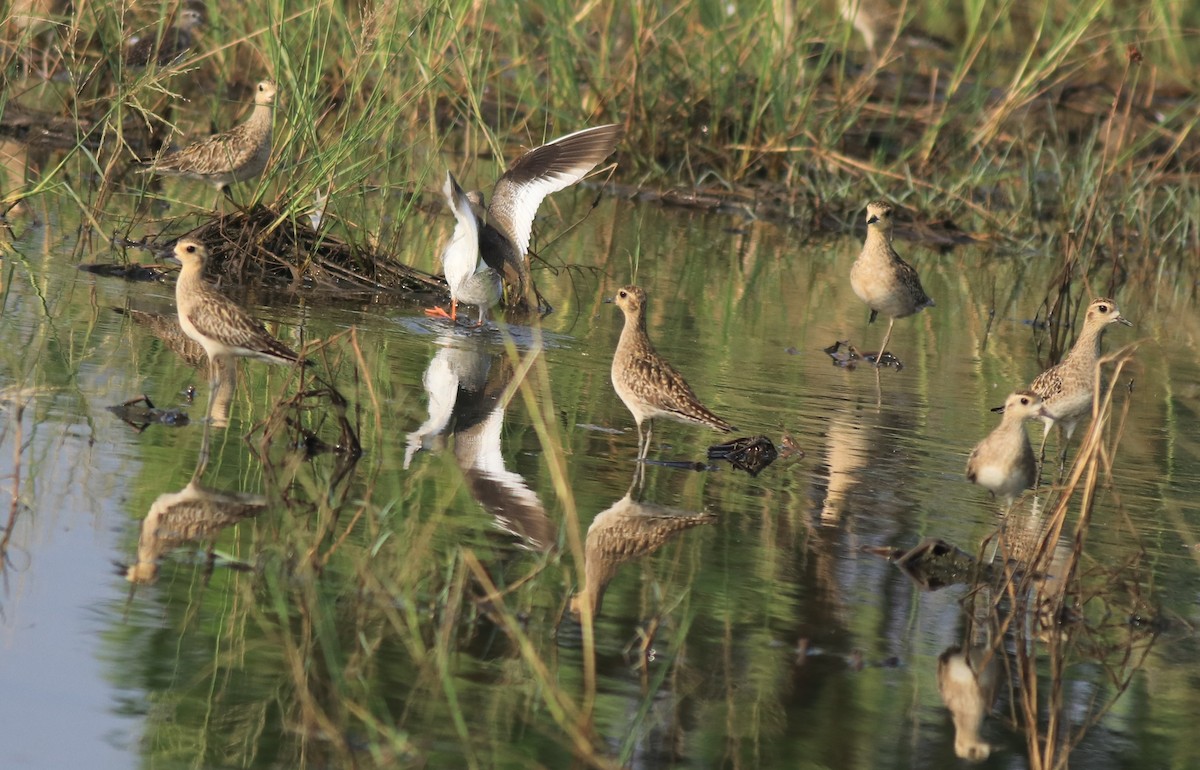 Pacific Golden-Plover - ML621867096