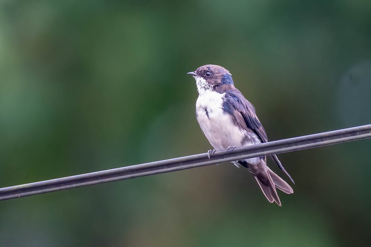 Blue-and-white Swallow - ML621867099