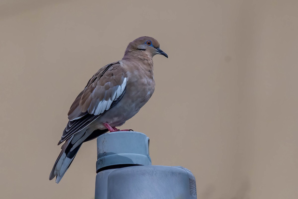 White-winged Dove - ML621867101