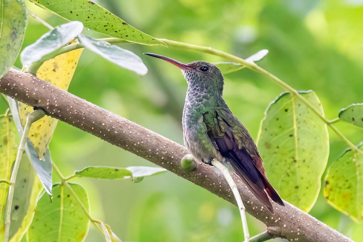 Rufous-tailed Hummingbird - ML621867108