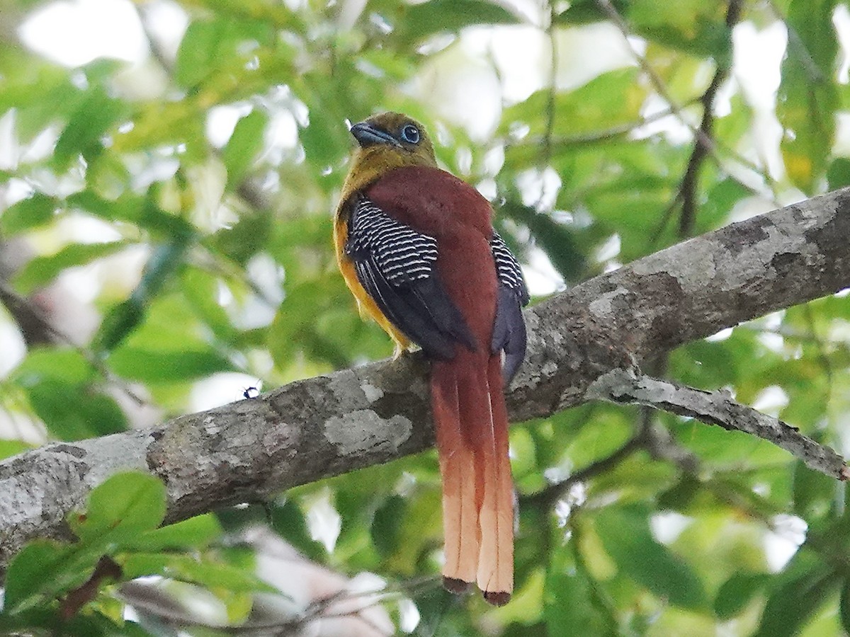 trogon oranžovoprsý - ML621867114