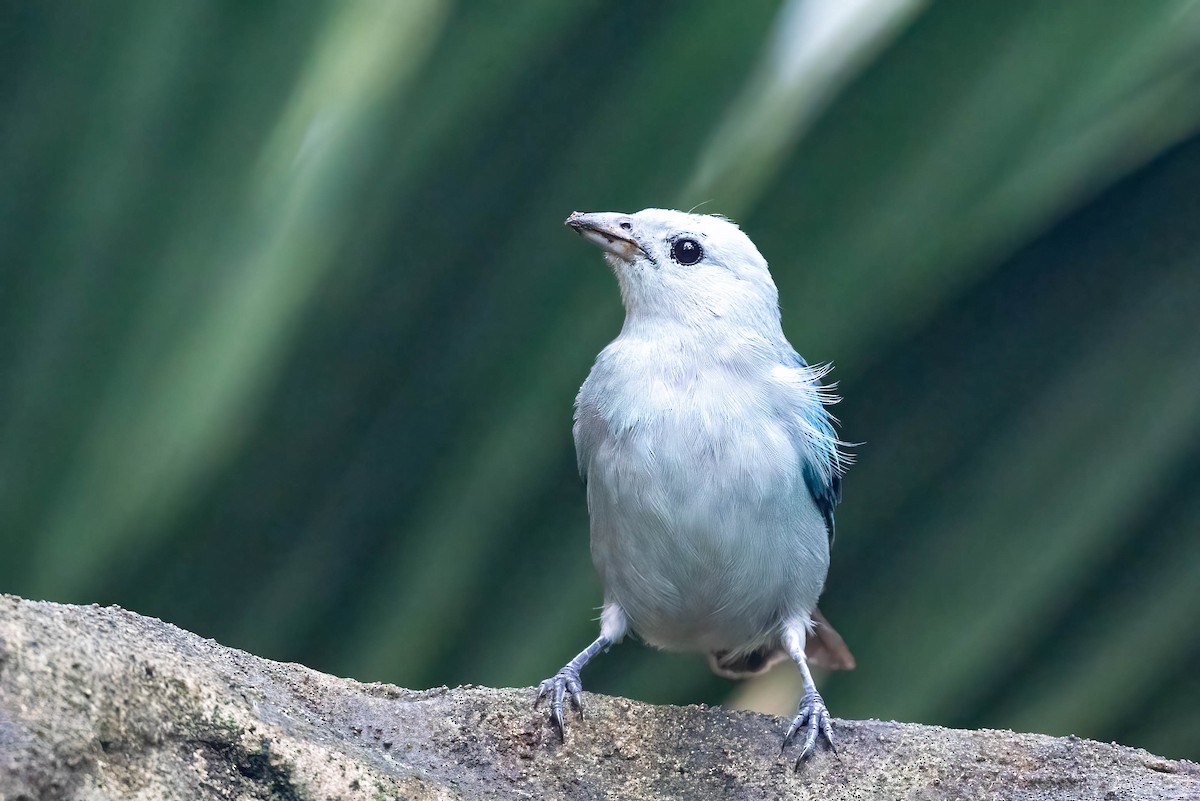 Blue-gray Tanager - ML621867116