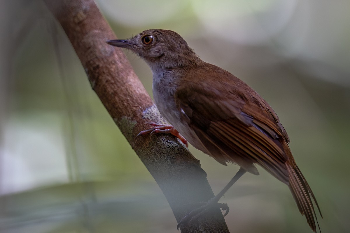 Sulawesi Babbler - ML621867117