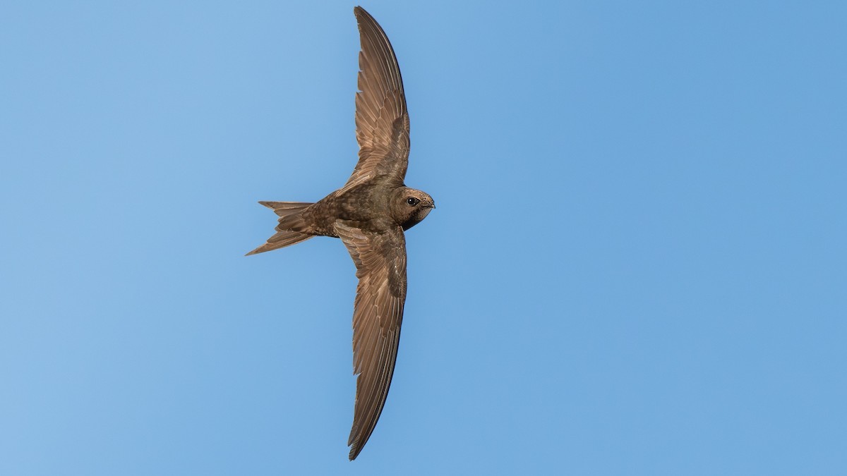 Common Swift - ML621867124