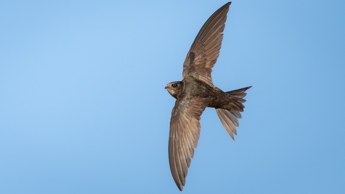 Common Swift - ML621867125