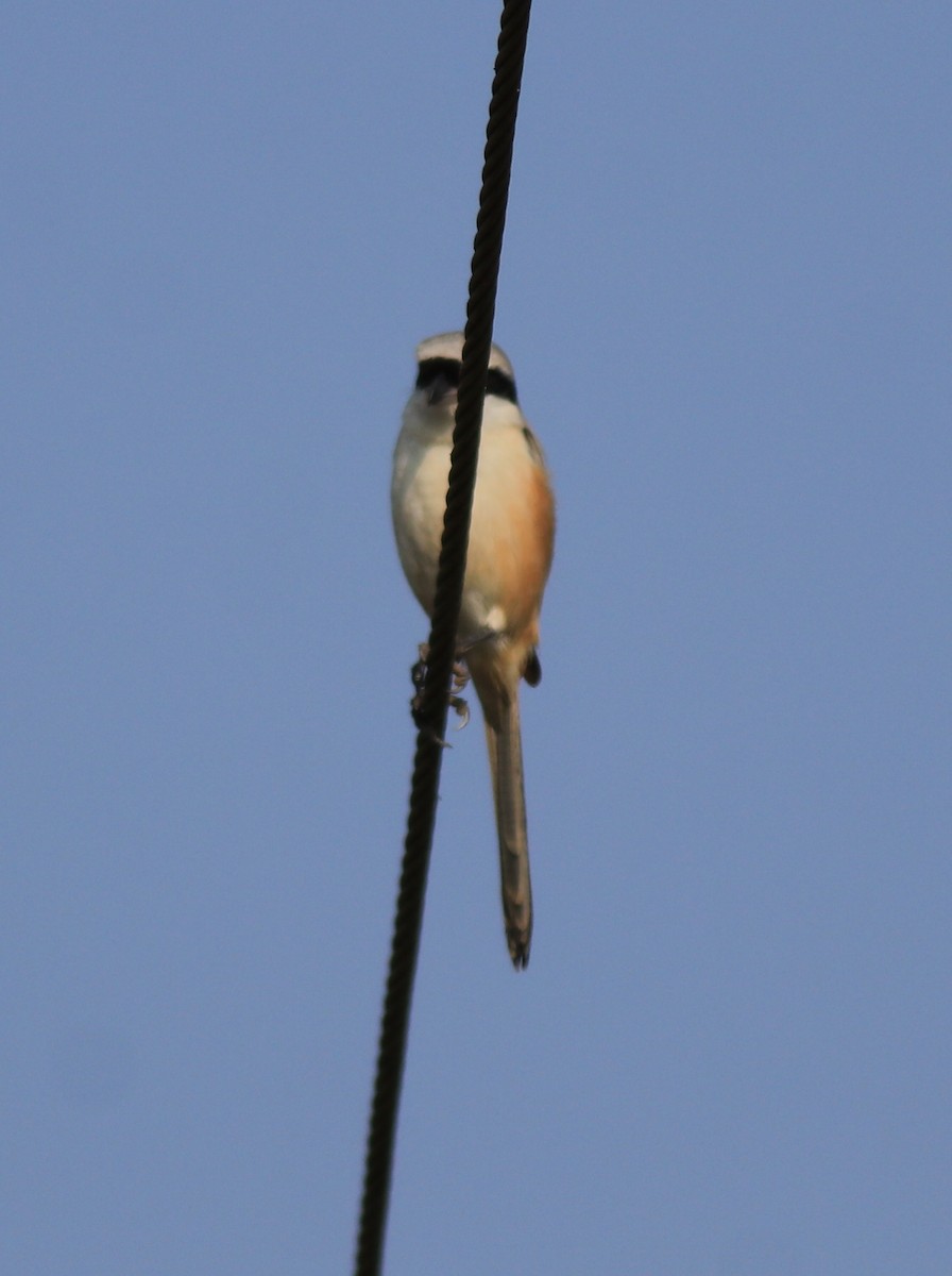 Long-tailed Shrike - ML621867134