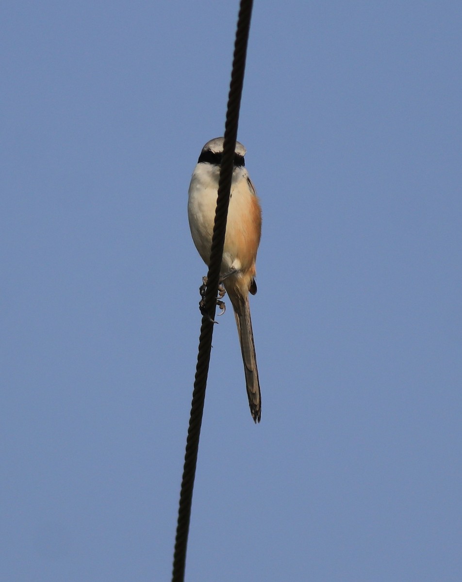 Long-tailed Shrike - ML621867139