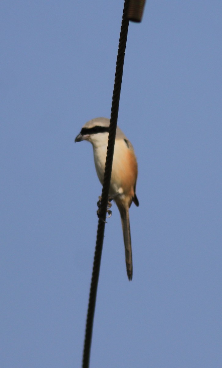 Long-tailed Shrike - ML621867140