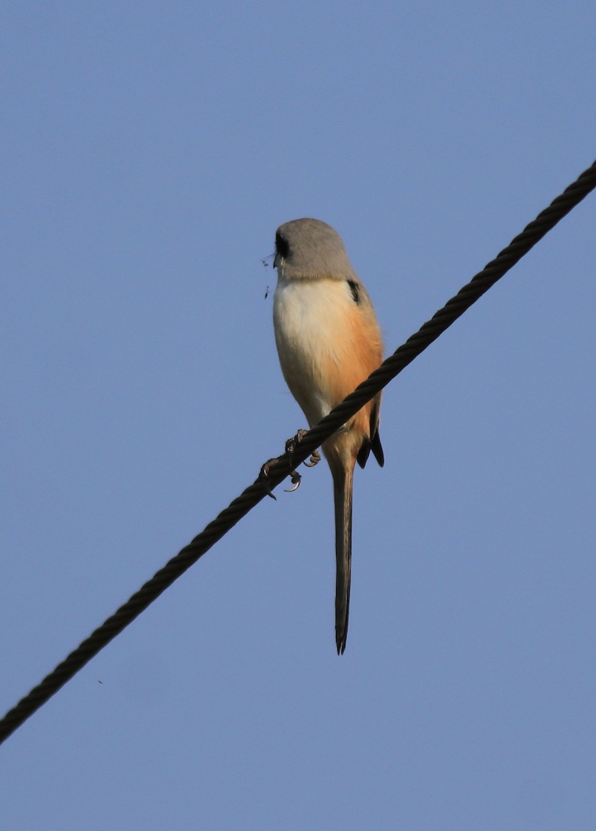 Long-tailed Shrike - ML621867141