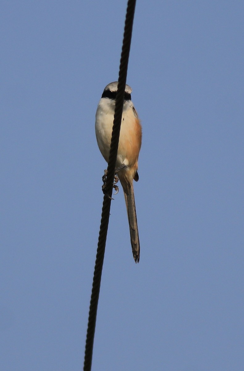 Long-tailed Shrike - ML621867142