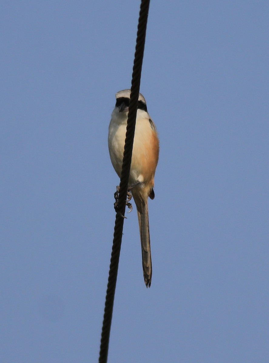 Long-tailed Shrike - ML621867144
