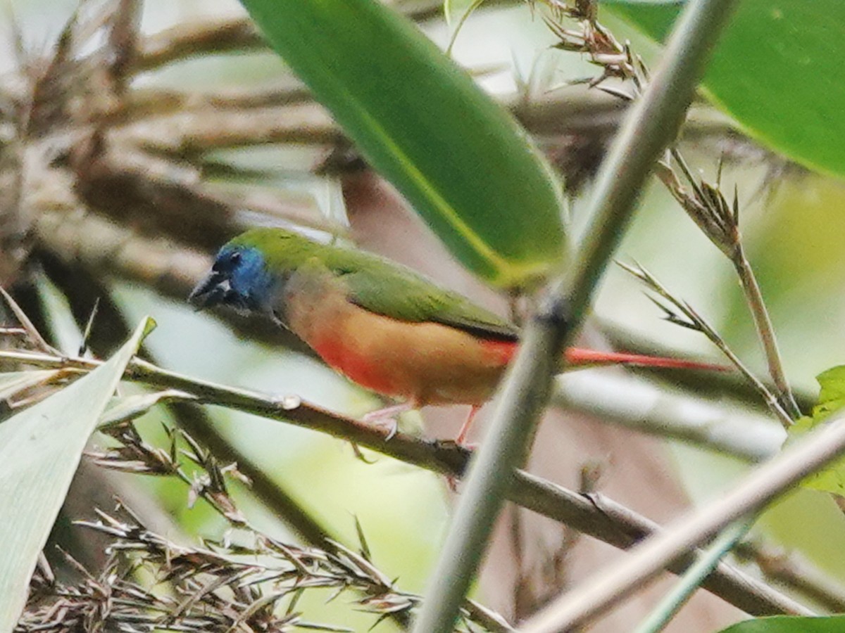 Pin-tailed Parrotfinch - ML621867146