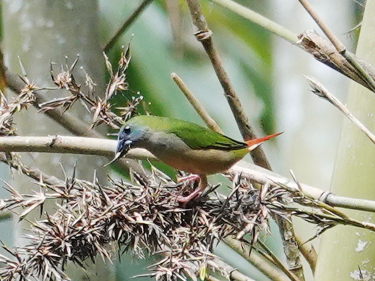 Pin-tailed Parrotfinch - ML621867147