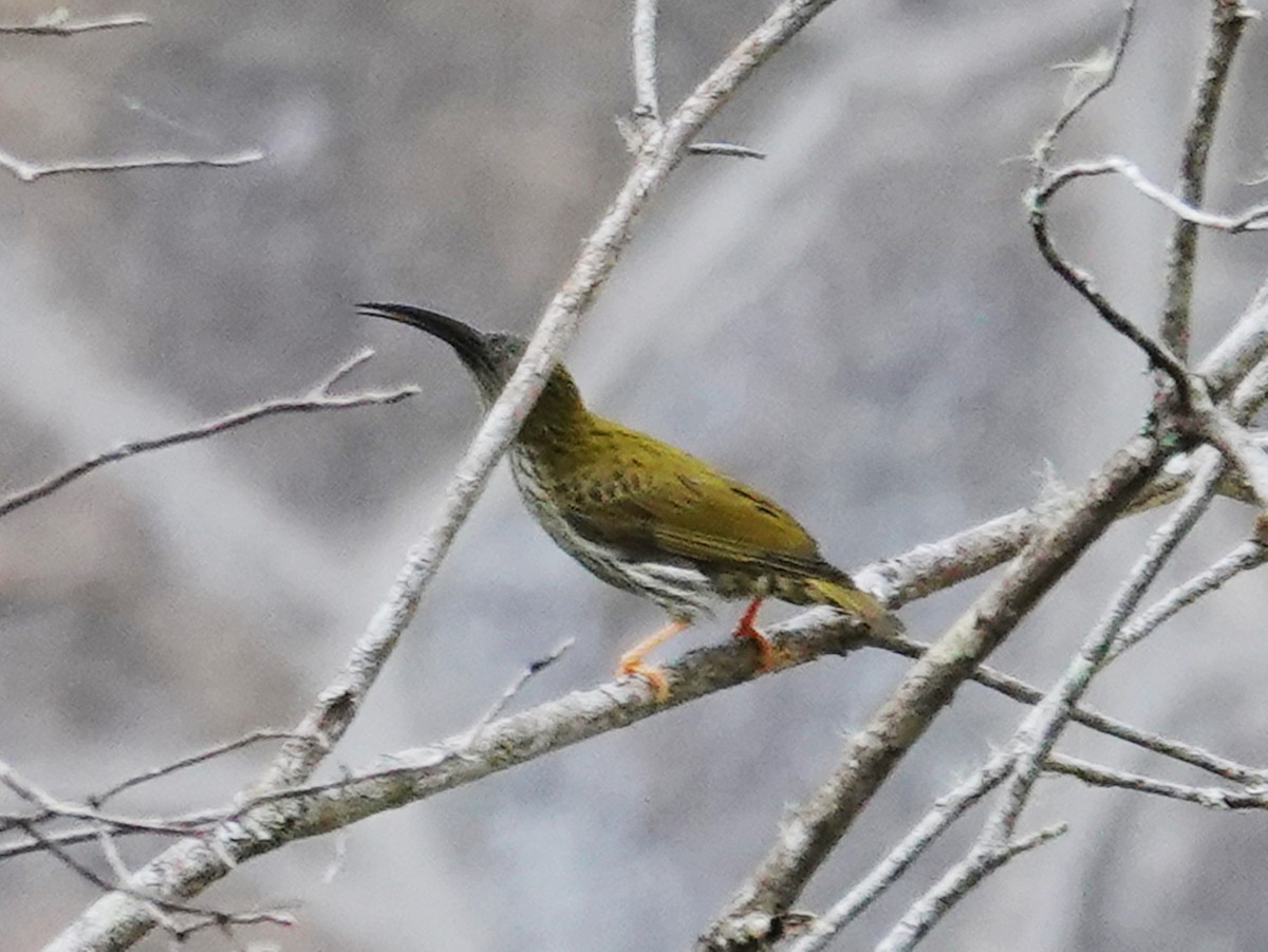 Streaked Spiderhunter - ML621867155