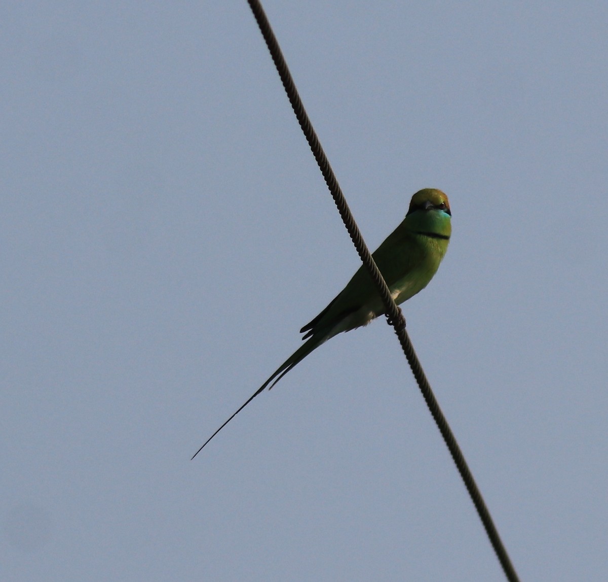 Asian Green Bee-eater - ML621867157