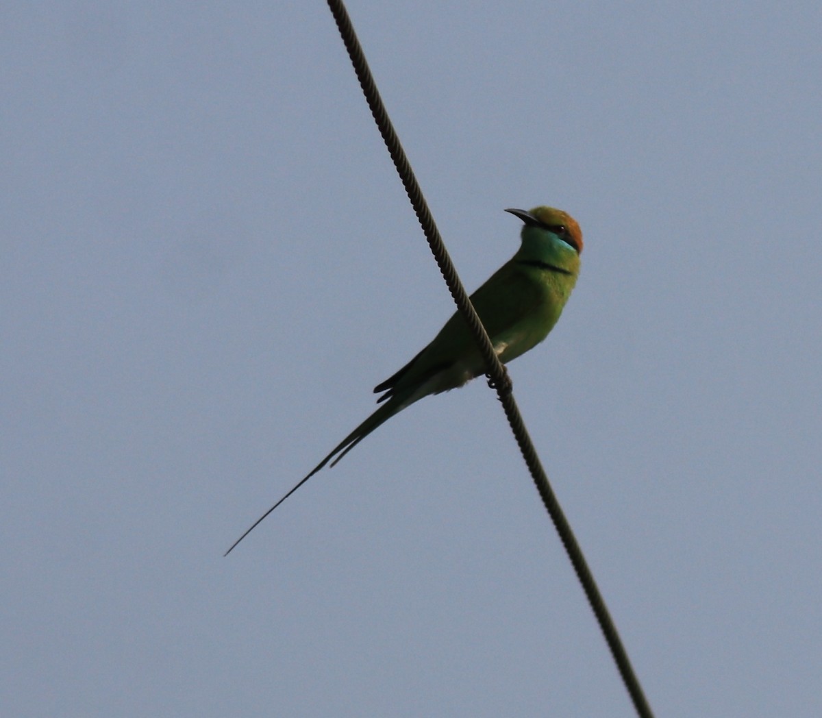 Asian Green Bee-eater - ML621867158