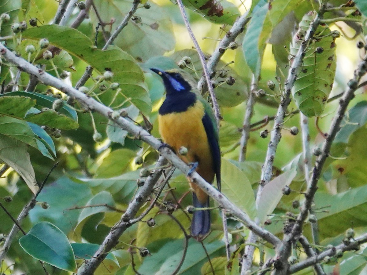 Orange-bellied Leafbird (Orange-bellied) - ML621867160