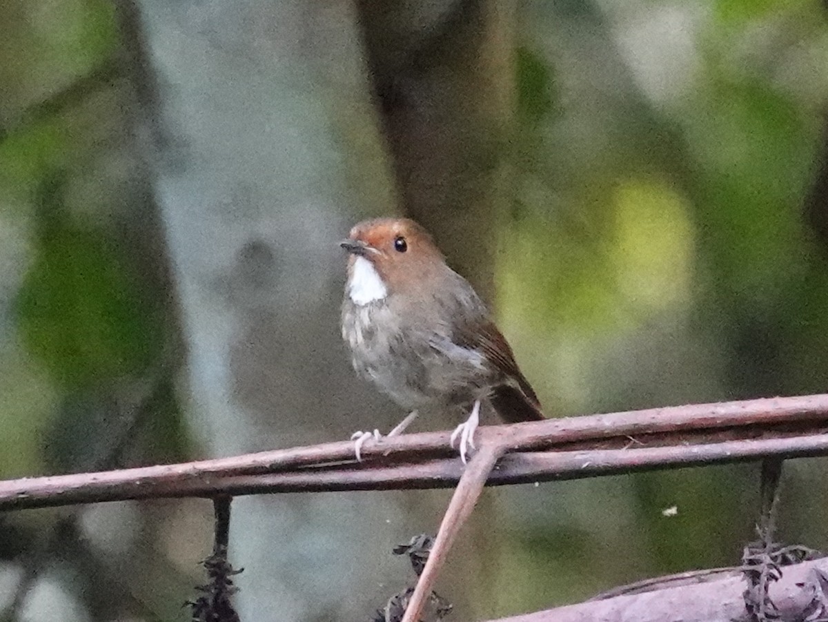 Rufous-browed Flycatcher - ML621867161