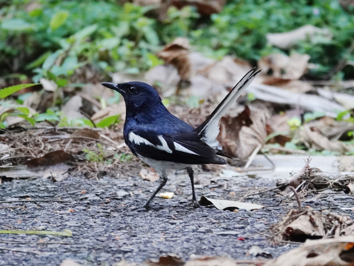 Oriental Magpie-Robin (Oriental) - Barry Reed