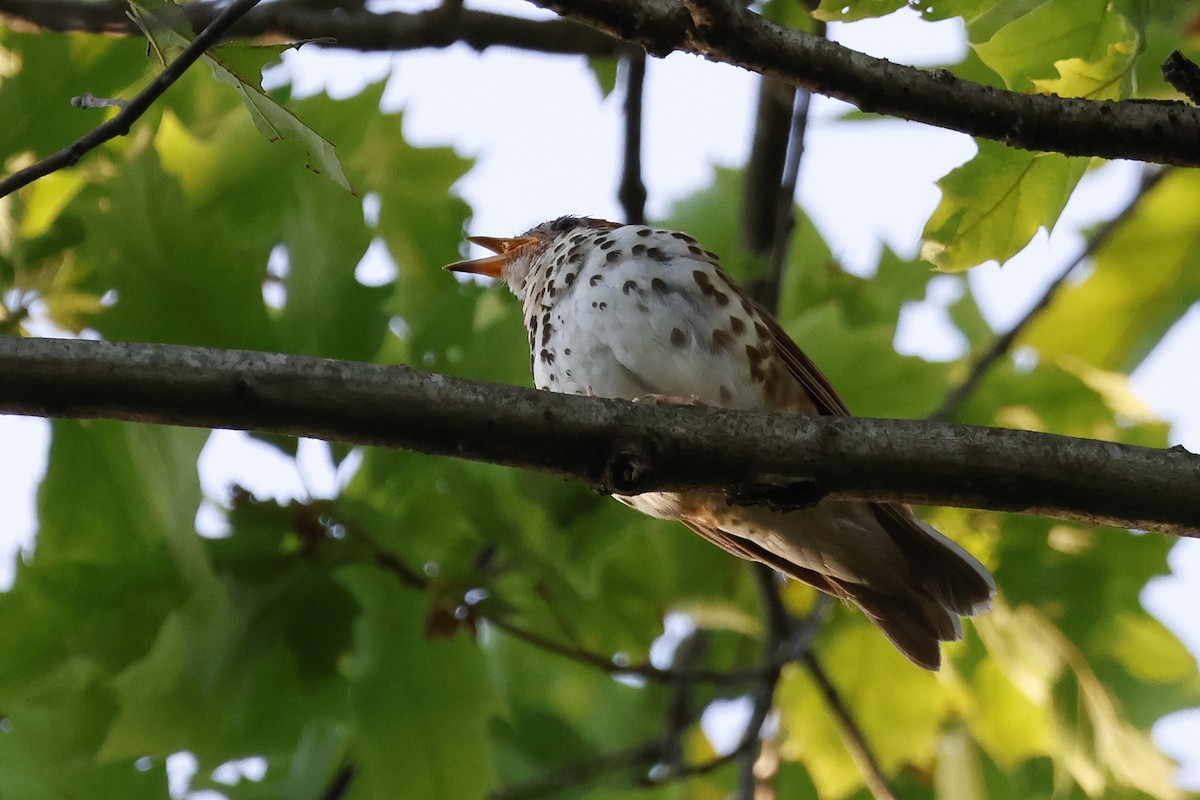 Wood Thrush - ML621867170