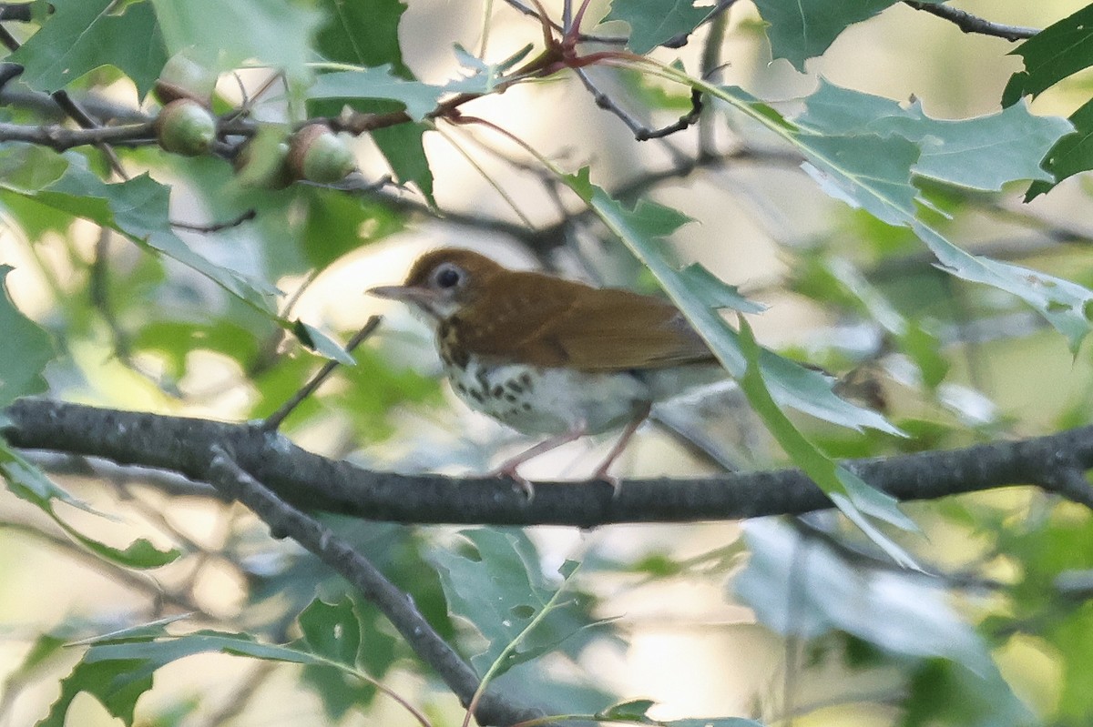 Wood Thrush - ML621867171