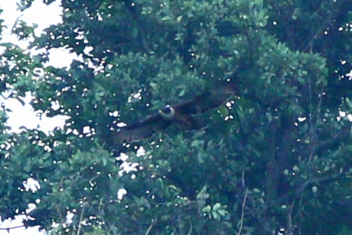 Rufous-bellied Eagle - ML621867190
