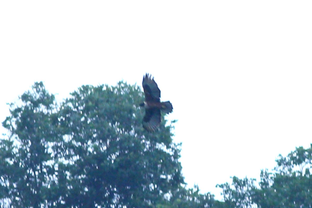 Rufous-bellied Eagle - ML621867191