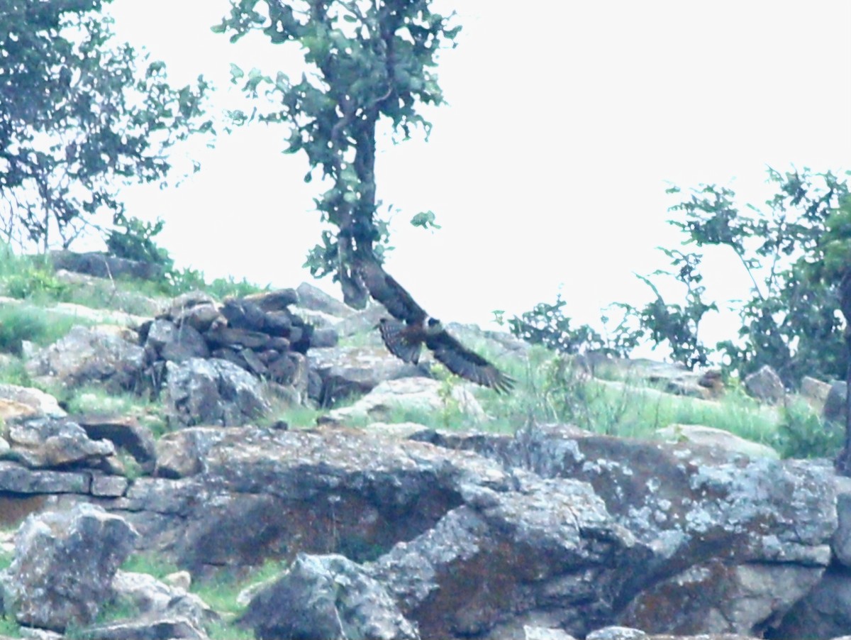 Rufous-bellied Eagle - ML621867192