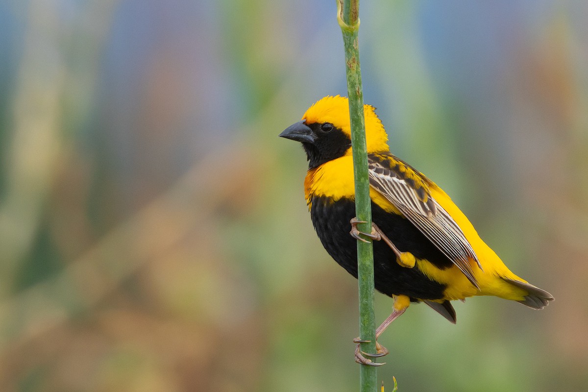 Yellow-crowned Bishop - José María Benítez