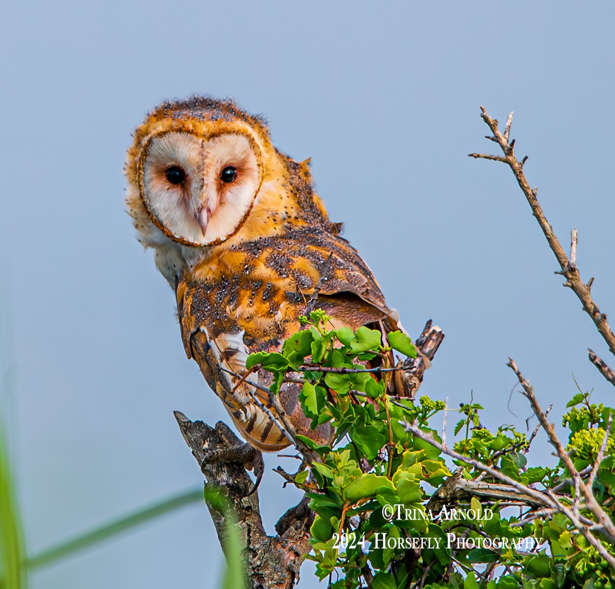 American Barn Owl (American) - ML621867236
