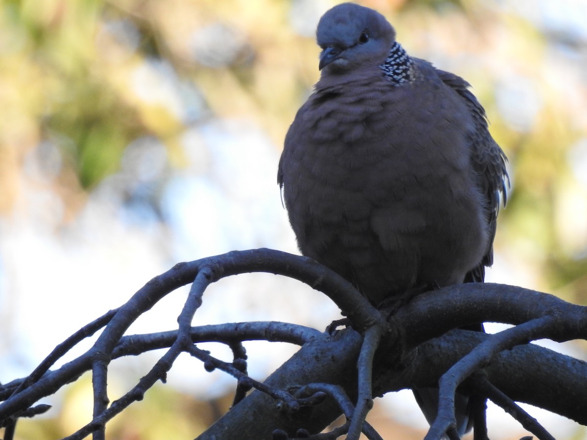 Spotted Dove - ML621867239