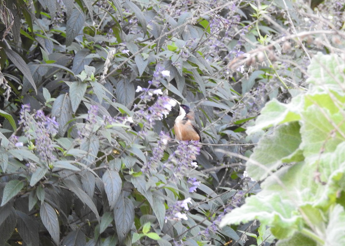 Eastern Spinebill - ML621867240