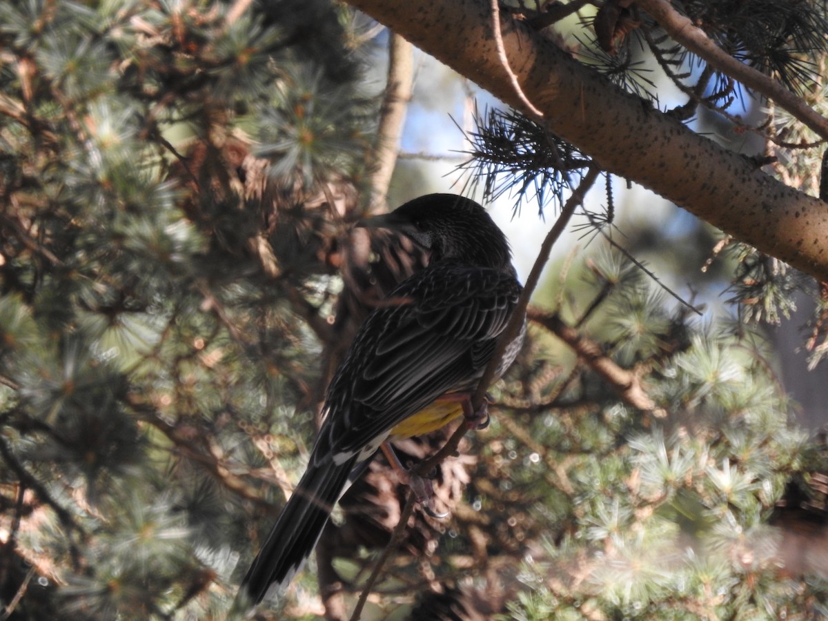 Red Wattlebird - ML621867244