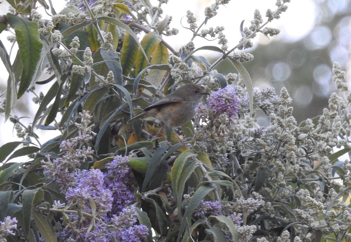 Brown Thornbill - ML621867252