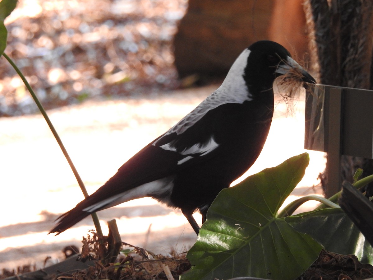 Australian Magpie - ML621867256