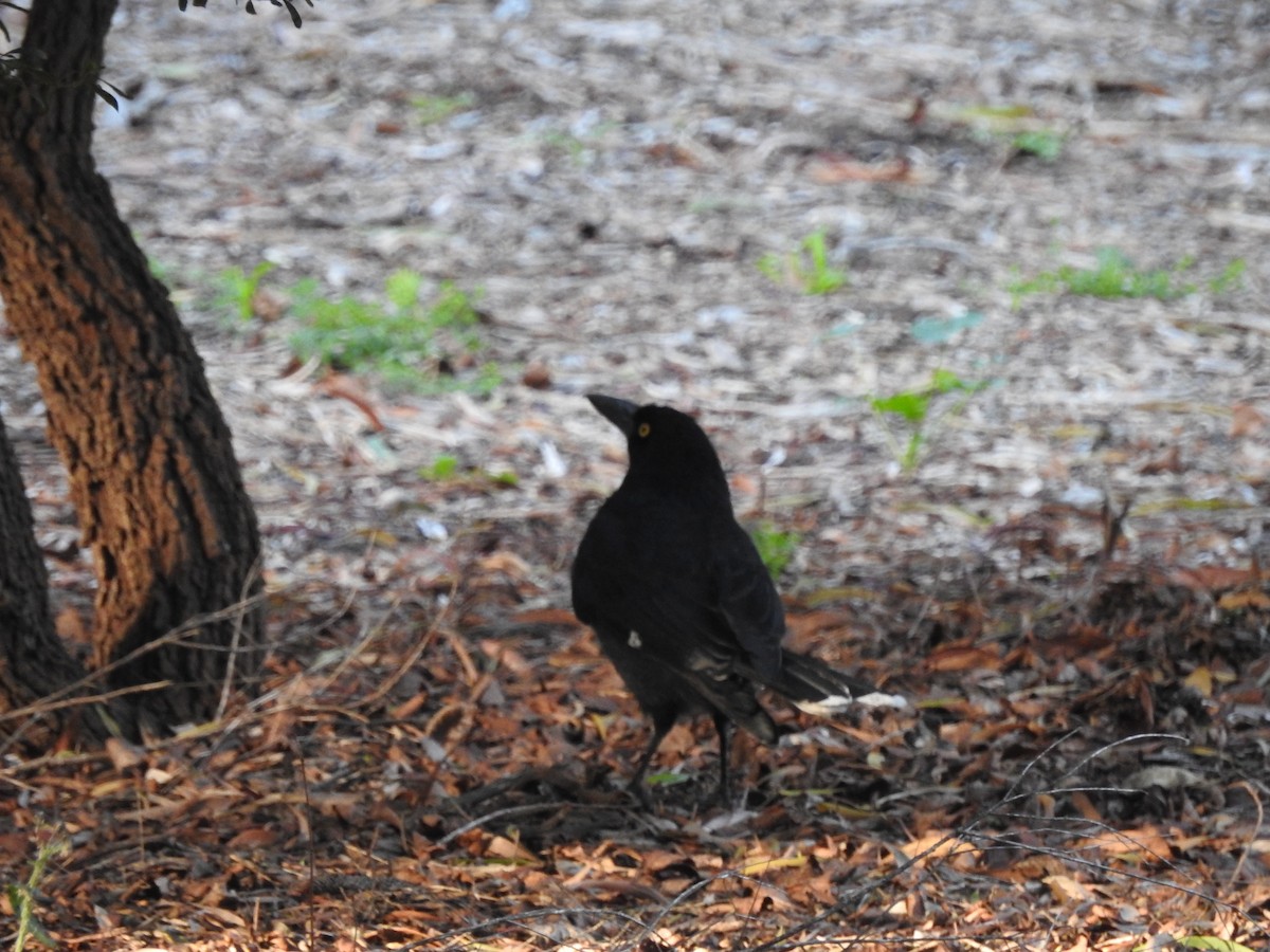 Pied Currawong - ML621867260