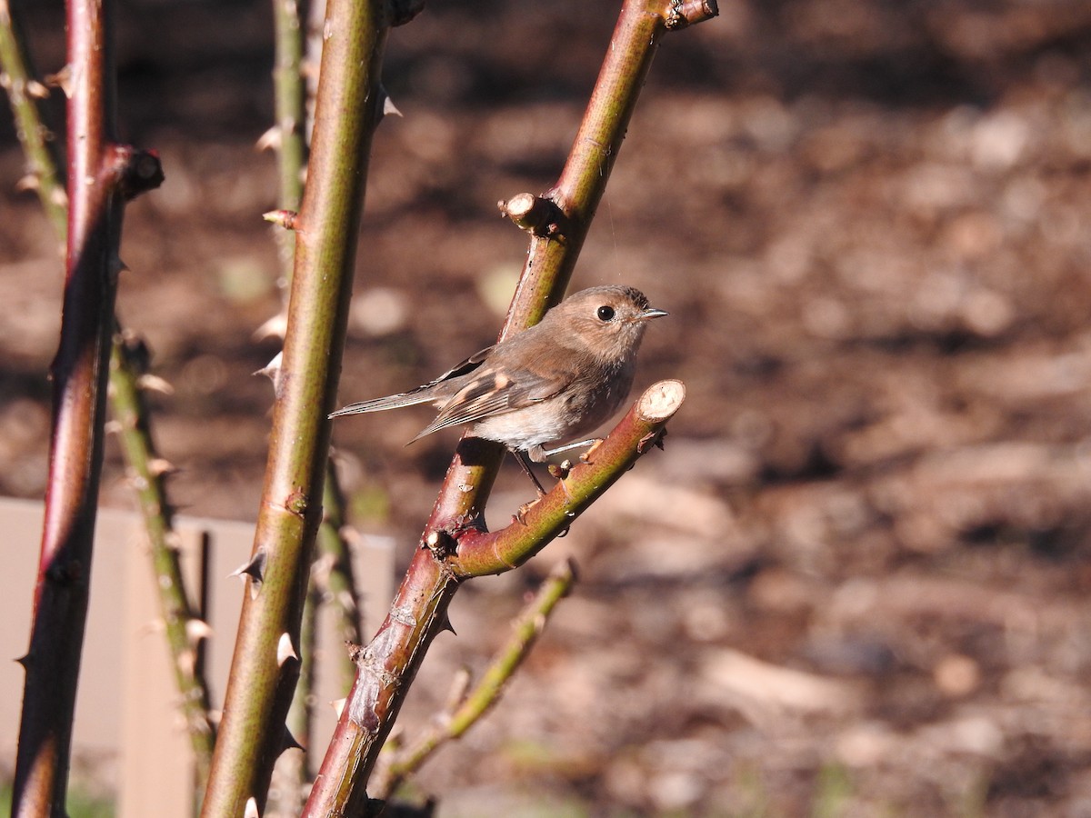 Pink Robin - ML621867274