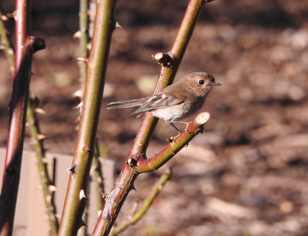 Pink Robin - ML621867275