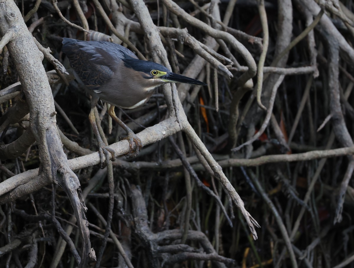 Striated Heron - ML621867285